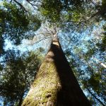 Tall Tree Walk, Mt Field National Park, Tasmania